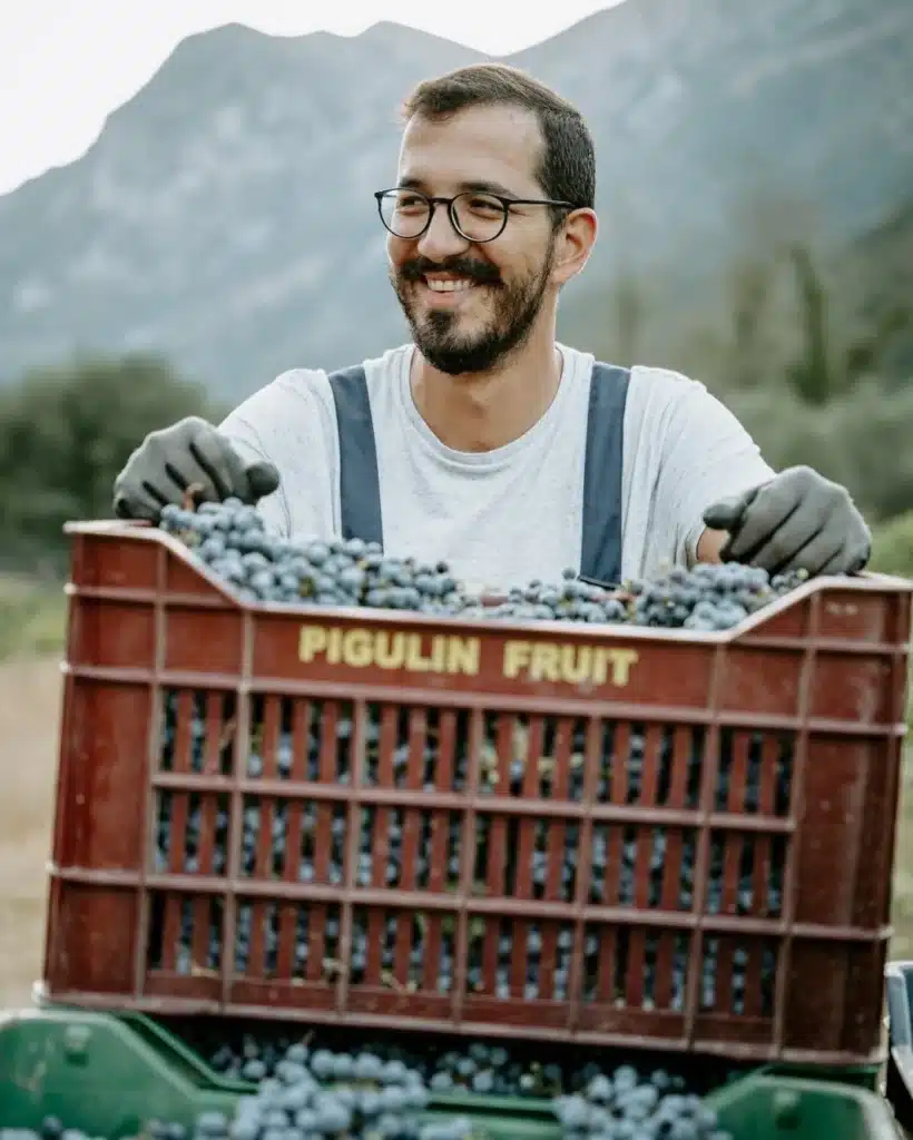 Eine Kiste frisch geernteter Trauben nach der Lese.