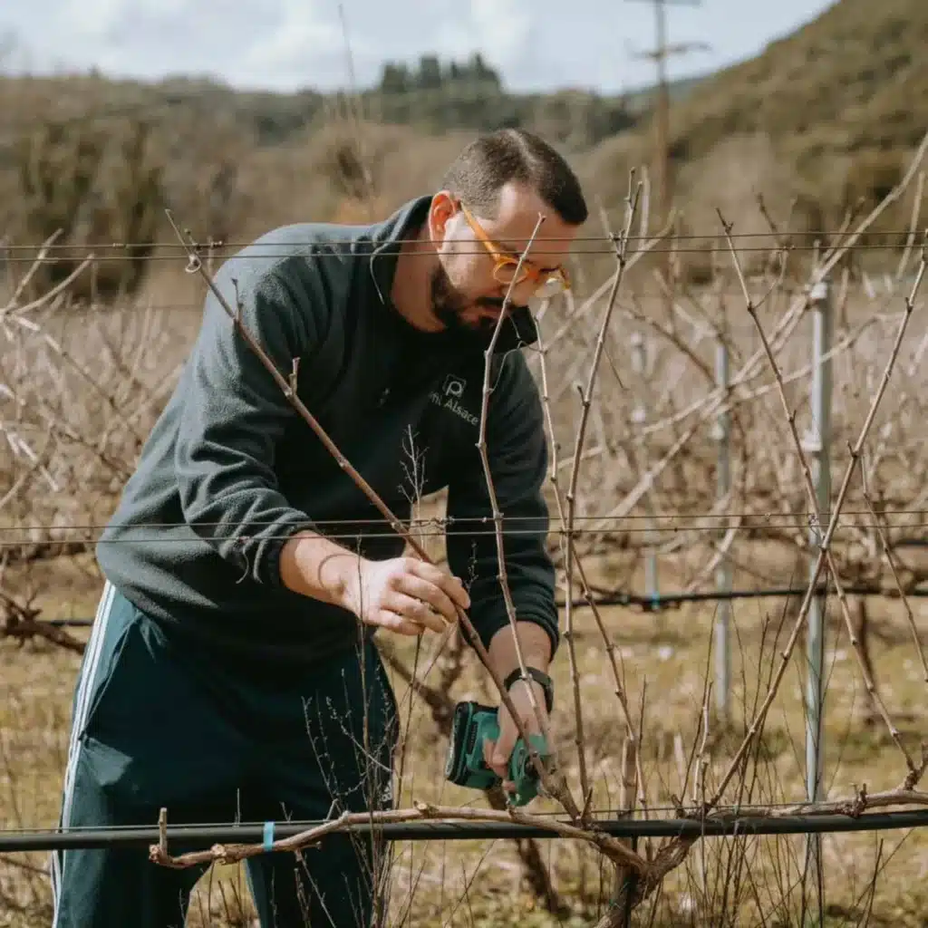 Rebschnitt im Winter beim Weingut Markatselis.