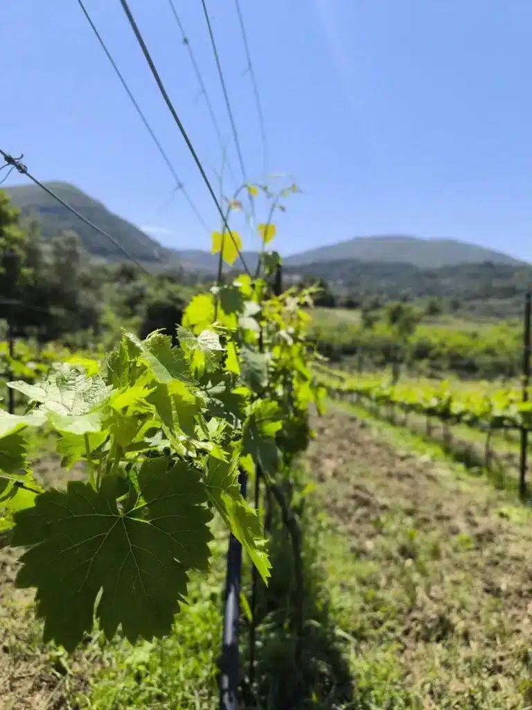 Κοντινό πλάνο σε καταπράσινα φύλλα αμπελιού με φόντο τα βουνά της Θεσπρωτίας. zervas winery