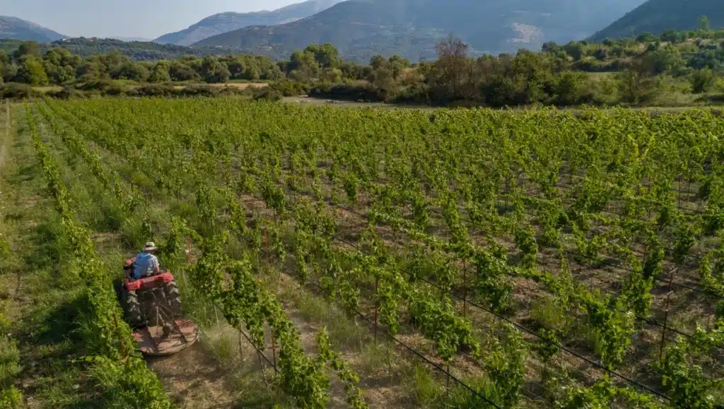 Πανοραμική θέα του αμπελώνα Zervas Winery στην Ηγουμενίτσα με τρακτέρ κατά τη διάρκεια εργασιών.